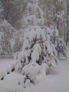 在雪地里的圣诞树