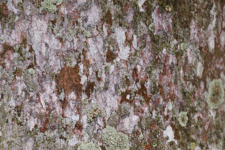 树树皮背景纹理