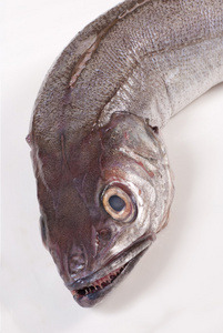 牙鳕 石首鱼 用于粉刷等的白垩粉 
