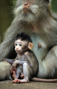 猴子家族图片