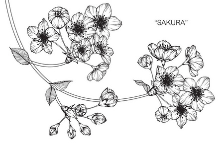 樱花花。黑白线条画素描