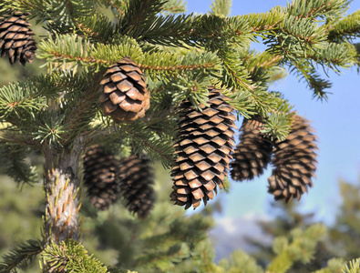 关闭在 fir 滤波器 picecone