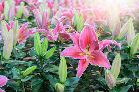 清莱花园里的粉红色百合花。 