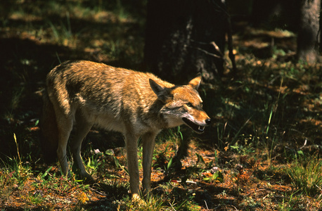 郊狼北美洲西部原野上的小狼 丛林狼，草原狼