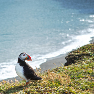 Fratercula 世界上海鸟从 Charadriiformes 的订单。在冰岛岩石海岸海雀
