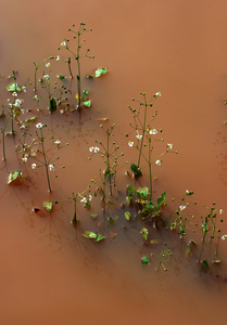 沼泽花