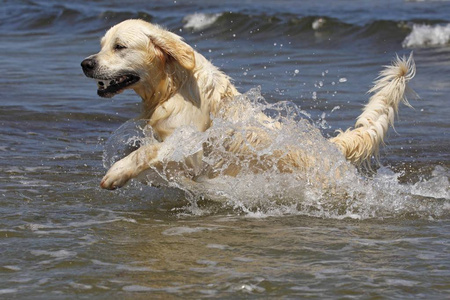 金毛猎犬狗在水中奔跑, 家养狗