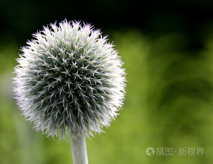 刺球蓟星霜花