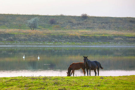 河岸边的两匹马