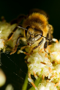 收割机蜜蜂前景
