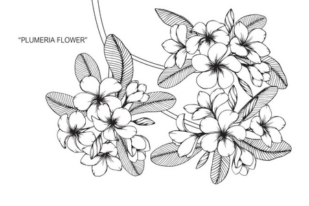 鸡蛋花。黑白线条画素描