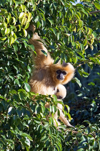 一只长得奇怪的毛猴挂在树上