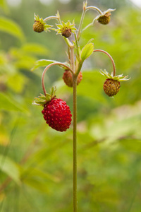 野草莓