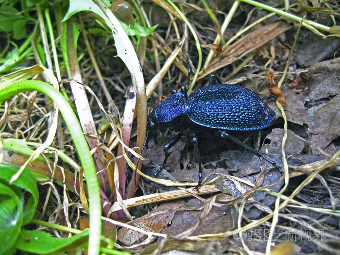 蓝甲虫爬行