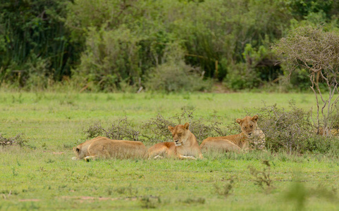 狮傲休息 科学名称 虎狮子座, 或 辛巴 在 Swaheli 拍摄的野生动物在塞伦盖蒂国家公园, 坦桑尼亚