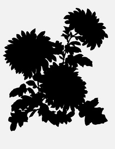 手绘矢量菊花雏菊或菊花剪影花孤立在白色背景上.