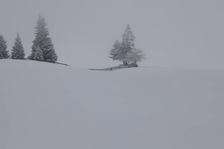 冬天背景雪和冷杉风景在南蒂罗尔意大利