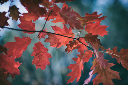 秋天场面与红色橡木叶子