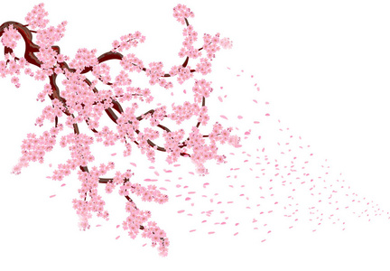 樱花与飞花瓣。郁郁葱葱的弯曲的树枝, 樱桃树, 粉红色的小花和樱桃芽。插图画家孤立