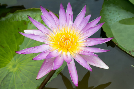 特写莲花, 美丽的莲花模糊或模糊软的焦点