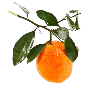 成熟的新鲜橘子