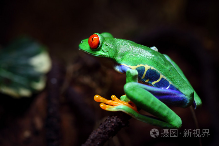 *3744px无水印下载免费10次/天下载小样发票合同问题/举报植物青蛙