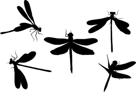 五黑蜻蜓