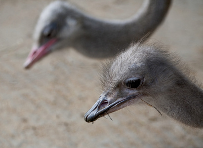 两个ostriches