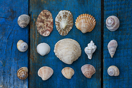 贝壳，海洋贝类seashell的复数形式 海中软体动物的壳，贝壳 seashell的名词复数 