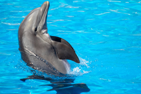 洛罗皮亚公园的海豚表演