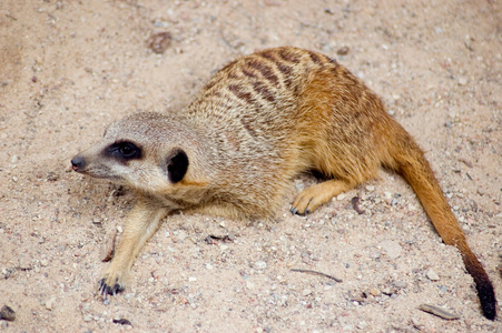 非洲 干旱 沙漠 野生动物 哺乳动物 渺小