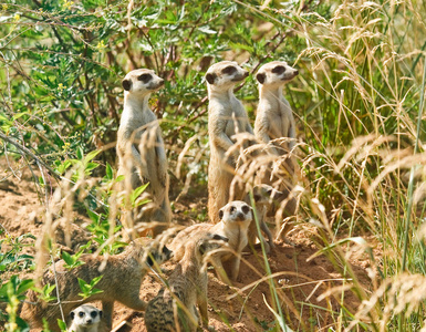 meerkates 或 suricates