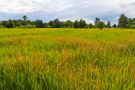 泰国的绿色稻田