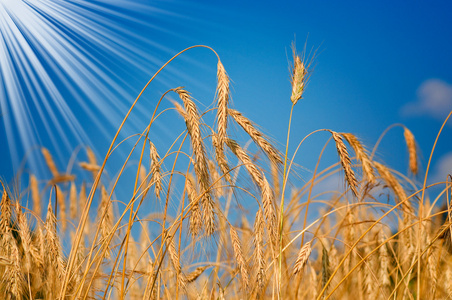 令人惊叹的成熟小麦。