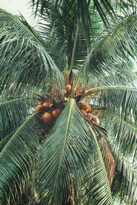 树上的一串椰子