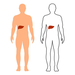 男性患者的肝脏指定轮廓 轮廓