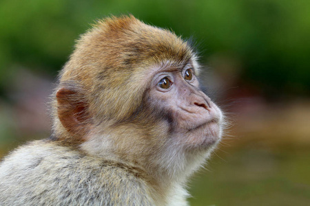 自然景观中的巴巴里猕猴