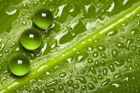 纯绿色珍珠滴图片