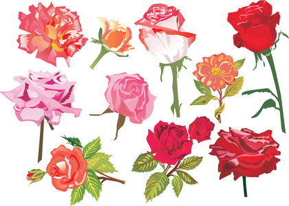 十个红色和粉色玫瑰