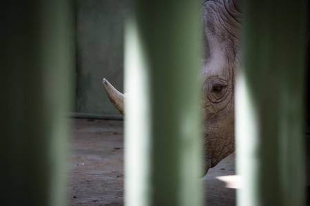 白色犀牛在动物园 12 月 在基辅区域, Ukra