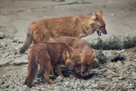 乌苏里 dhole 豺犬犬，也被称为印度的野狗