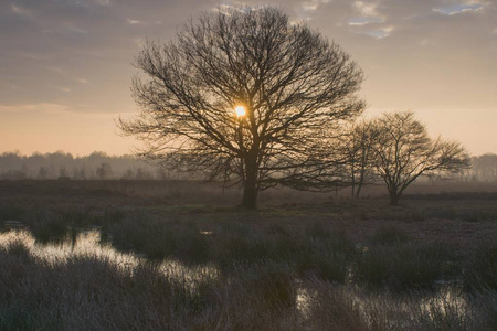 荷兰在日出Bargerveen荷兰荷兰欧洲升起沼泽保护区