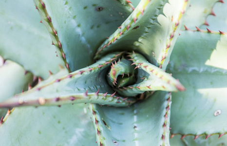 仙人掌植物的抽象观点