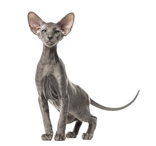 年轻的 peterbald 猫, 站在白色的孤立