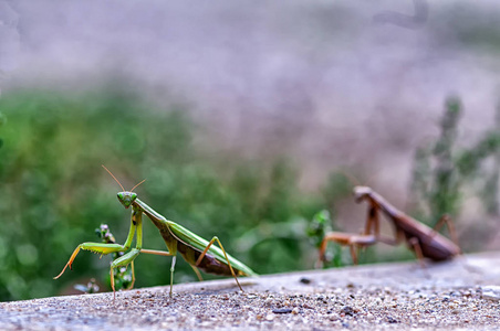 nrbild av en praying mantis