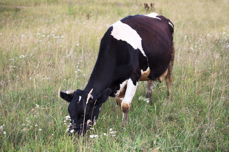奶牛在农村放牧。