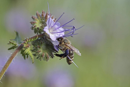 蜂 原料药 sp, 在紫色花, Phacelia, Scorpionweed 或芥菜 Phacelia sp, 巴登b