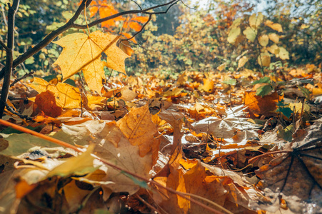 秋天黄叶。落在公园或森林里。自然背景