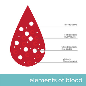 矢量插图血元素。血滴与主细胞