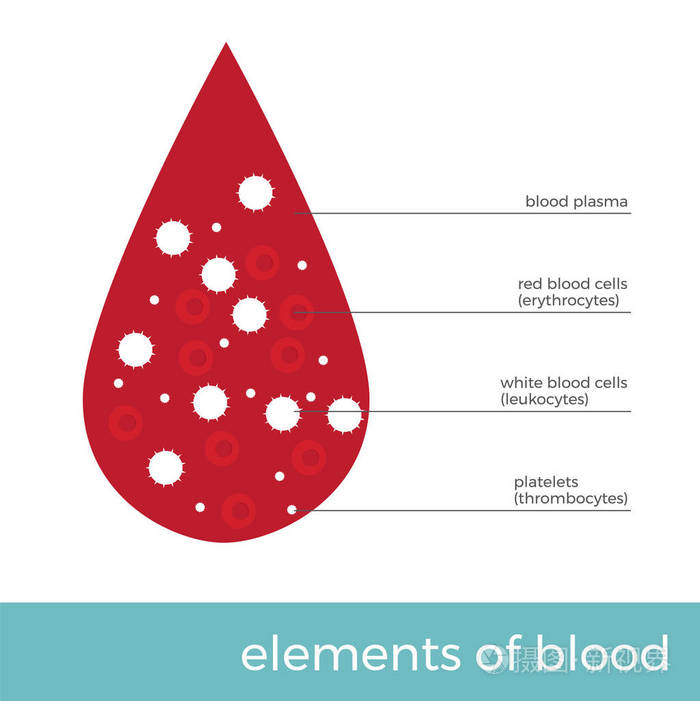 矢量插图血元素。血滴与主细胞
